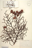 Herbarium sheet image thumbnail