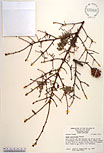 Herbarium sheet image thumbnail