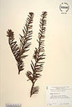 Herbarium sheet image thumbnail