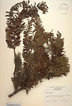 Herbarium sheet image thumbnail