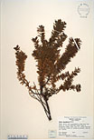 Herbarium sheet image thumbnail