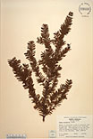 Herbarium sheet image thumbnail
