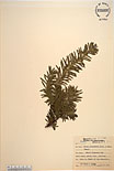 Herbarium sheet image thumbnail