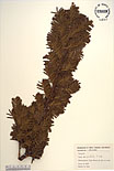 Herbarium sheet image thumbnail