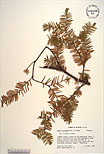 Herbarium sheet image thumbnail