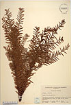Herbarium sheet image thumbnail