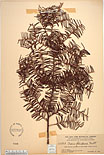 Herbarium sheet image thumbnail