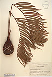 Herbarium sheet image thumbnail