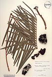 Herbarium sheet image thumbnail