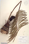 Herbarium sheet image thumbnail