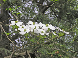 dogwood040407