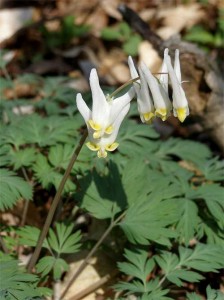 dutchmans-breeches