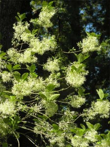 fringe-tree