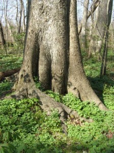 hackberry