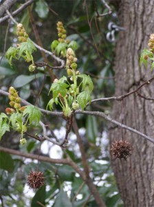 sweet-gum-branches