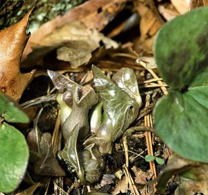 wild-ginger-pigs-betsy-moye