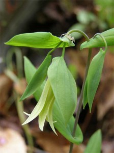 bellwort bellwort