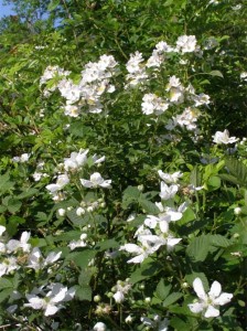 blackberry-multiflora-ros blackberry-multiflora-ros