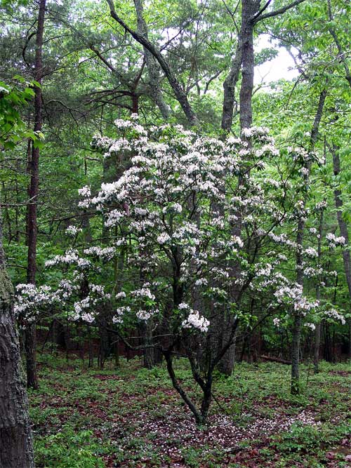 Spectacular wildflowers in the Piedmont