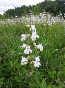 penstemon