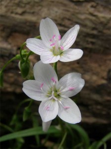 spring-beauties-on-eno spring-beauties-on-eno