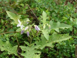 Horse-nettle-plant