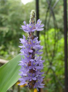 Pickerelweed-flower-spike