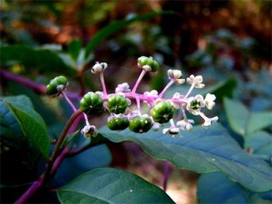 Pokeweed Pokeweed