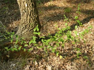 Wild-oregano-plant Wild-oregano-plant