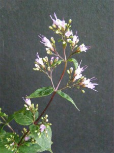 wild-oregano-in-flower wild-oregano-in-flower