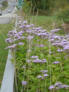 Ageratum-roadside
