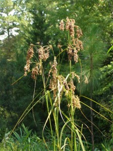 Bulrush,-woolgrass Bulrush,-woolgrass