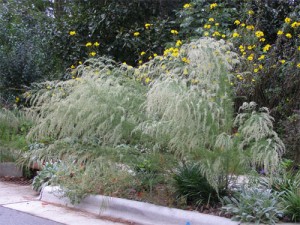 Dog-Fennel-curb-garden Dog-Fennel-curb-garden