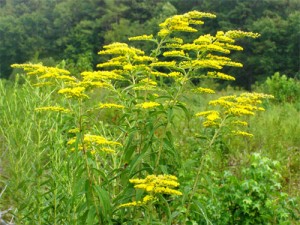 goldenrod goldenrod