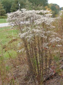 Hyssopleaf-eupatorium