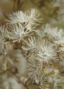 Hyssopleaf-eupatorium-seed-