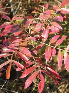 winged-sumac-leaves