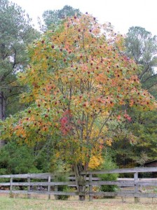 winged-sumac-tree