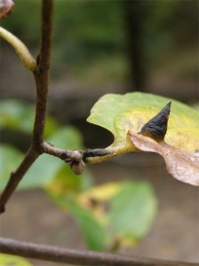 witch-hazel-leaf-and-buds witch-hazel-leaf-and-buds