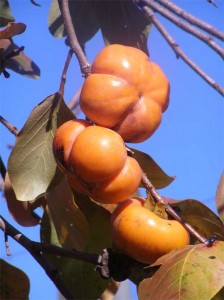 Japanese-persimmon Japanese-persimmon