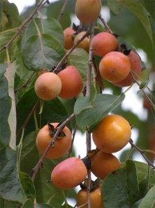 Persimmon'07 Persimmon'07