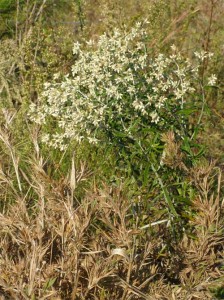 Rabbit-tobacco-green