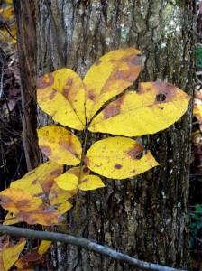 hickory-leaf