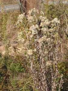 rabbit-tobacco-dried