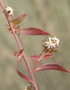 Aster-seed-receptacles Aster-seed-receptacles