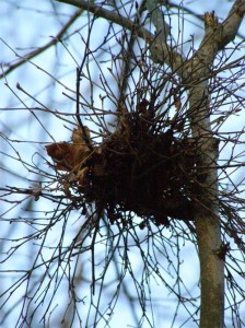 Witch's-broom-in-hop-hornbe