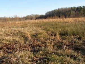 Mason-Farm-Field-and-Big-Oak-Woods