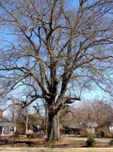 Oak-on-Main-Street