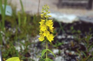 Roughleaf-loosestrife-MK