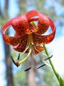 Sandhills-Lily-MK